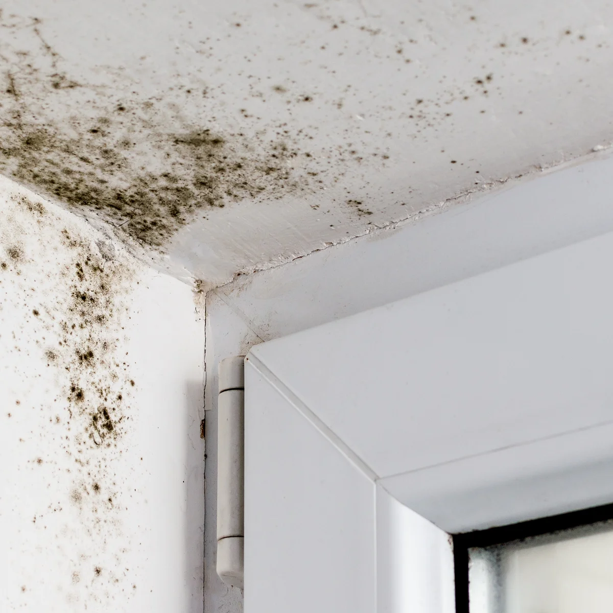 Vlaga i buđ u stanovima